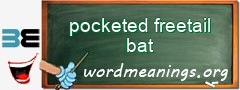 WordMeaning blackboard for pocketed freetail bat